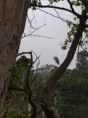Ardea cinerea