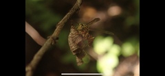 Mischocyttarus angulatus