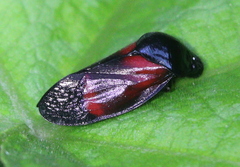 Cercopinae
