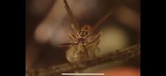 Mischocyttarus angulatus