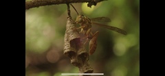 Mischocyttarus angulatus