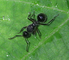 Polyrhachis furcata