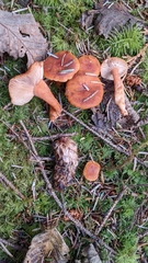 Lactarius subviscidus
