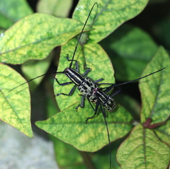 Macrochenus isabellinus