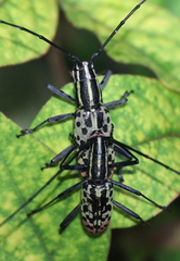 Macrochenus isabellinus