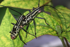 Macrochenus isabellinus