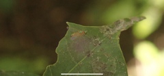 Chyromyidae