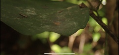 Chyromyidae