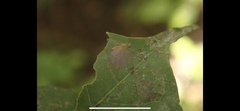Chyromyidae
