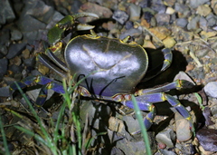 Potamoidea