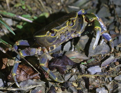 Potamoidea
