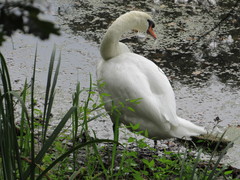 Cygnus olor