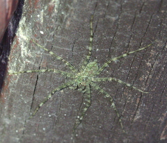 Pandercetes