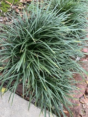 Ophiopogon