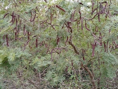 Vachellia aroma