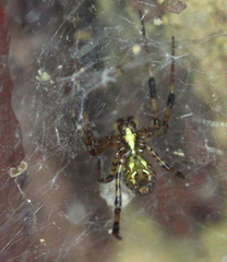 Nephilengys malabarensis