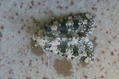 Bryophila domestica
