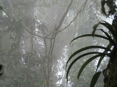 Socratea exorrhiza