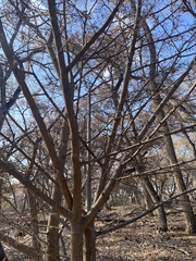 Forestiera pubescens