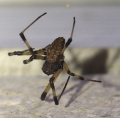 Nephilengys malabarensis