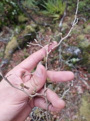 Elaeocarpus hookerianus