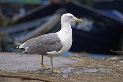 Larus michahellis