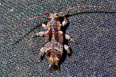 Hybolasius crista