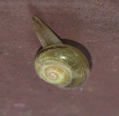 Helicarionoidea