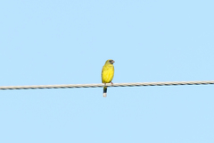 Crithagra hyposticta