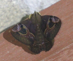 Ommatophora