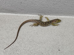 Timon lepidus ibericus