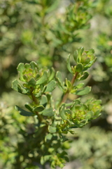Baccharis neaei