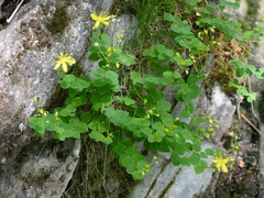 Hypericum nummularium