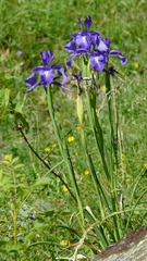 Iris latifolia
