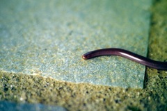 Xerotyphlops vermicularis