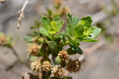 Baccharis neaei