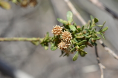 Baccharis neaei