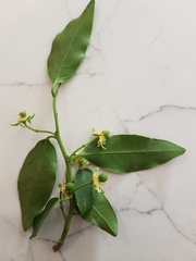 Passiflora tetrandra