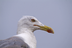 Larus michahellis