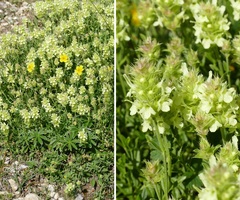 Sideritis hyssopifolia