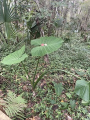 Xanthosoma robustum