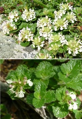 Teucrium pyrenaicum