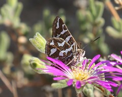 Cigaritis namaquus