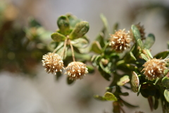 Baccharis neaei