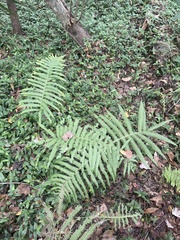 Thelypteridaceae
