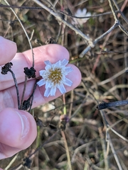 Malacothrix saxatilis