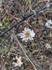 Malacothrix saxatilis