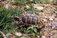 Testudo hermanni boettgeri