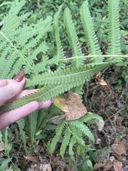 Thelypteridaceae