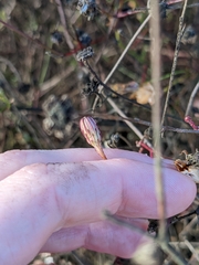 Malacothrix saxatilis